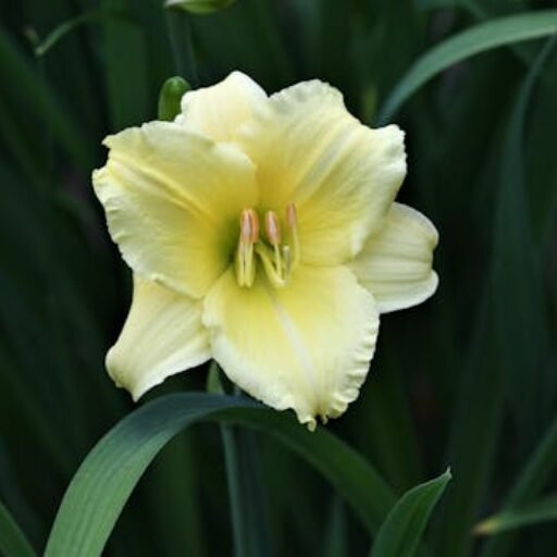 Close-up of a yellow daylily in bloom with dew drops in a garden setting.